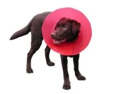 Carcan Transcol 15 Cm