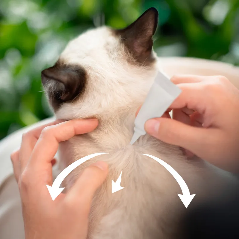 Trixie Boutique -Trixie Boutique 3