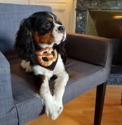 Arizona Hotdogs Bandana Bretzel/Bagel L - Destockage -Trixie Boutique arizona hotdogs bandana reversible bretzel bagel la compagnie des animaux 3 8