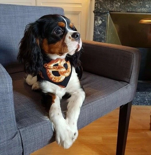 Arizona Hotdogs Bandana Bretzel/Bagel L - Destockage – Image 4