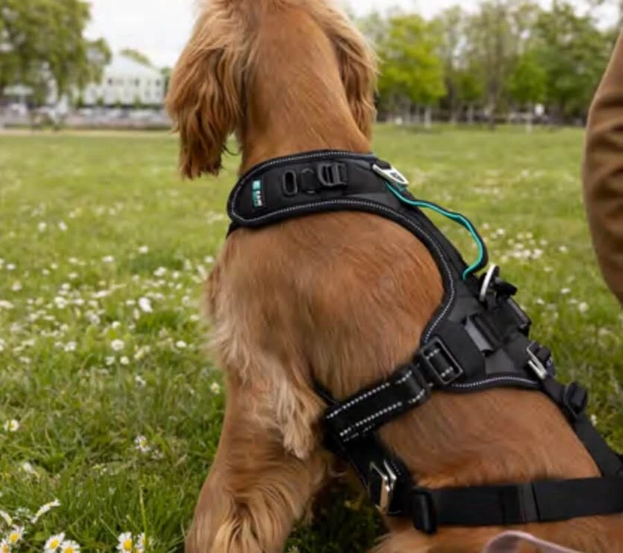 Cani Gear Harnais Symbioz Chien Bleu S 4 Cani Gear Harnais Symbioz Chien Bleu S – Image 4