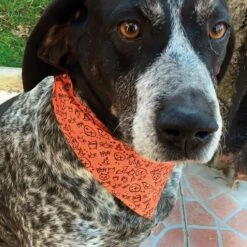 Croci Halloween Bandana Tricky Double Pour Chien 25-35 Cm 6 Croci Halloween Bandana Tricky Double Pour Chien 25-35 Cm -Trixie Boutique croci halloween fright batman balle pour chien 27 cm 3