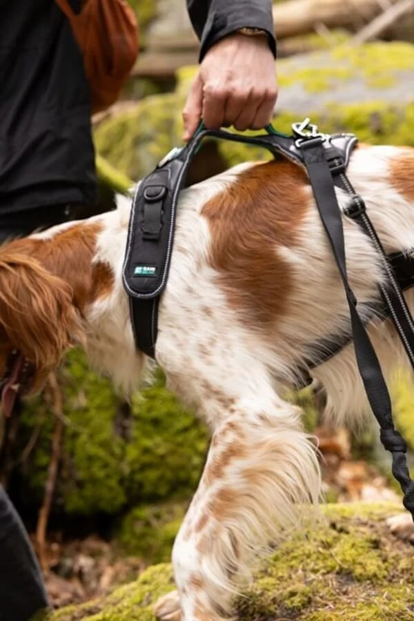 Cani Gear Harnais Symbioz Chien Bleu M 5 Cani Gear Harnais Symbioz Chien Bleu M – Image 5