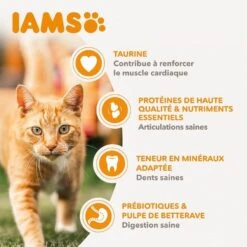 IAMS Vitality Croquettes Chat Senior Poulet 10 Kg -Trixie Boutique iams vitality croquettes chat senior poulet 3 1