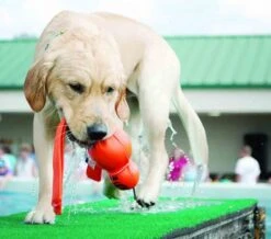 KONG Wubba Wet Pour Chien L -Trixie Boutique kong wubba wet3