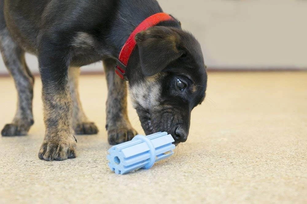 KONG Puppy Teething Stick S – Image 2