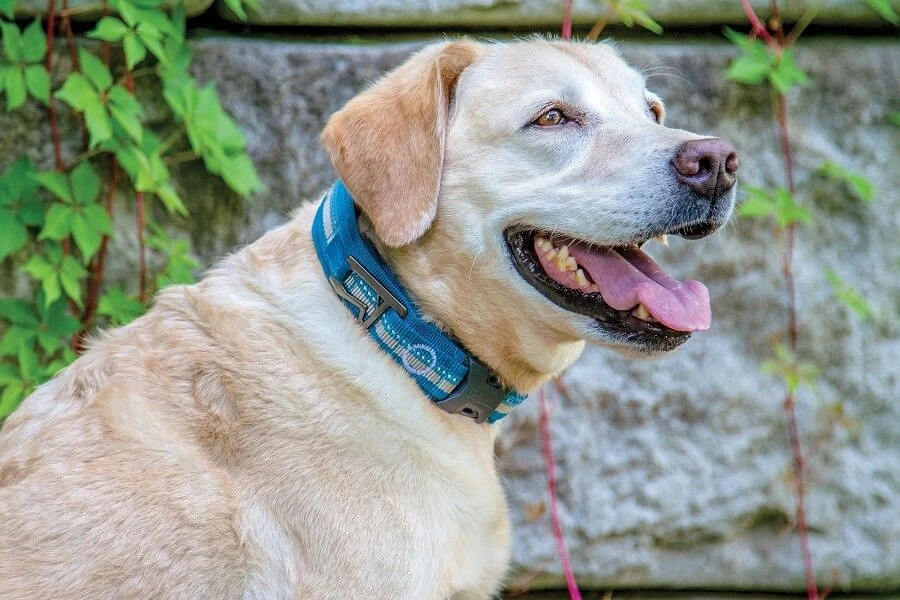 Kurgo Collier RSG Bleu Azur Pour Chien M - Destockage 2 Kurgo Collier RSG Bleu Azur Pour Chien M - Destockage â Image 2