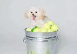 Pawz Bottes Noires Tiny -Trixie Boutique pawz bottes vertes tiny la compagnie des animaux 5 2