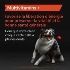 Pro Plan Multivitamins + Chien 45 Cps -Trixie Boutique proplan multivitamins chien 45 cps 7
